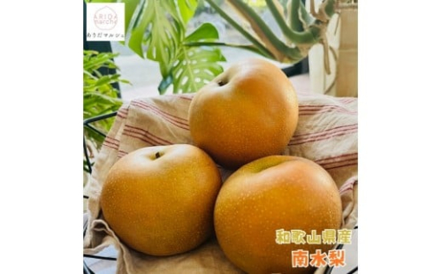 有田の 樹上 成熟 梨 農家直送 南水 梨 約2kg［2026年・先行予約］ 1360268 - 和歌山県有田川町