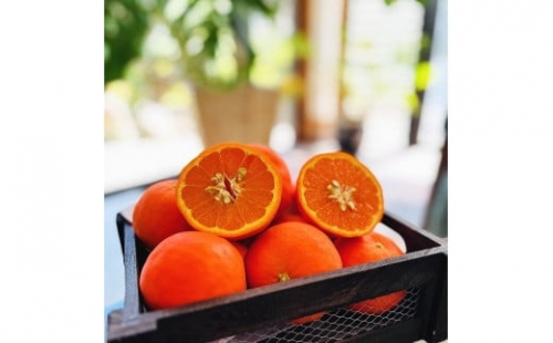 有田育ちの セミノールオレンジ (ご家庭用) 約3kg【先行予約・2025年4月～発送】【MS55】 1361053 - 和歌山県上富田町