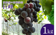 【数量限定・期間限定】 巨峰 1kg ぶどう ブドウ 葡萄 70-E