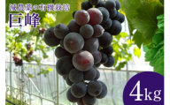 【数量限定・先行予約】 巨峰 4kg ぶどう ブドウ 葡萄 果物 フルーツ 70-H
