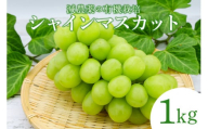 【数量限定・期間限定】 シャインマスカット 1kg マスカット ぶどう ブドウ 葡萄 70-I