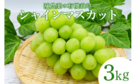 【数量限定・期間限定】 シャインマスカット 3kg マスカット ぶどう ブドウ 葡萄 70-K