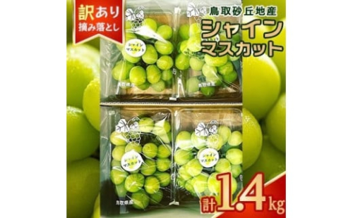 915．シャインマスカット 訳あり 家庭用 鳥取砂丘地産 1.4kg（350g×4パック） ※離島への配送不可 ※2025年8月下旬～10月下旬頃に順次発送予定