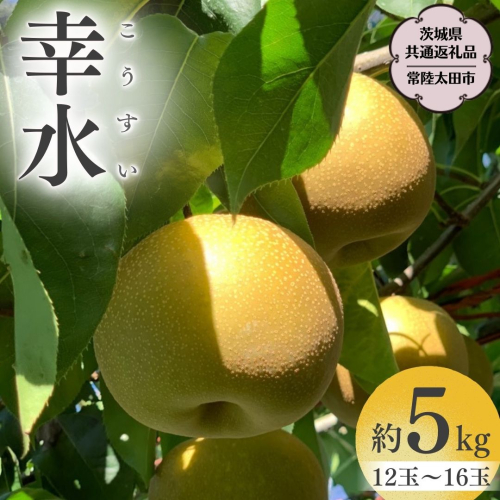 【2025年8月中旬発送開始】 茨城県産 梨 「 幸水 」 約 5kg 12玉 ～ 16玉 【茨城県共通返礼品／常陸太田市】 桧山果樹園 農家直送 フルーツ 甘い 直送 茨城 限定 ギフト 梨 幸水 こうすい 果物 [DU002sa] 1363890 - 茨城県桜川市