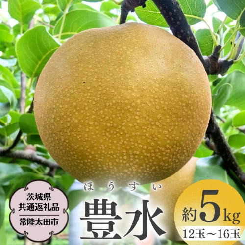 【2025年8月下旬発送開始】 茨城県産 梨 「 豊水 」  約 5kg 12玉 ～ 16玉 【茨城県共通返礼品／常陸太田市】 桧山果樹園 農家直送 フルーツ  甘い 直送 茨城 限定 ギフト 梨 豊水 ほうすい 果物 [DU004sa] 1363892 - 茨城県桜川市