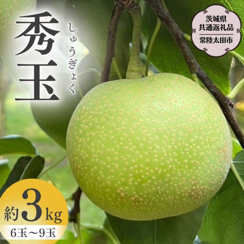 【2026年9月上旬発送開始】茨城県産 『幻の 梨 』 秀玉 約 3kg 6玉 ～ 9玉 【茨城県共通返礼品／常陸太田市】桧山果樹園 農家直送 桧山果樹園 農家直送 フルーツ  甘い 直送 茨城 限定 ギフト 梨 秀玉 しゅうぎょく 果物 [DU005sa] 1363893 - 茨城県桜川市