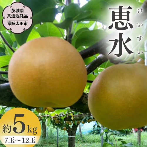 【2025年9月上旬発送開始】 茨城県産 梨 「 恵水 」 約 5kg 7玉 ～ 12玉 【茨城県共通返礼品／常陸太田市】 桧山果樹園 農家直送 桧山果樹園 農家直送 フルーツ  甘い 直送 茨城 限定 ギフト 梨 恵水 けいすい 果物 [DU008sa] 1363902 - 茨城県桜川市