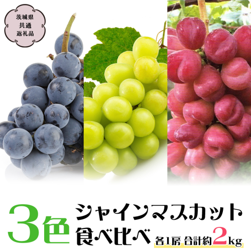 【2024年9月下旬から発送開始】3色 シャインマスカット 食べ比べ (茨城県共通返礼品 城里町) ブドウ シャインマスカット フルーツ 食べ比べ 限定 茨城 直送 ギフト [CO010sa] 1363917 - 茨城県桜川市