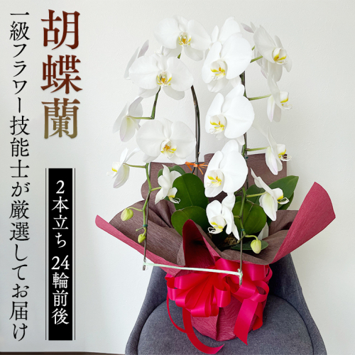 胡蝶蘭 2本立ち 24輪前後 プロが選んでお届け 胡蝶蘭 フラワーギフト お祝い 誕生日 鉢植え 花 贈り物 ギフト 蘭 ラン [CY001sa] 1363918 - 茨城県桜川市