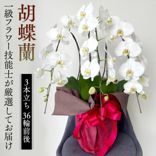 胡蝶蘭 3本立ち 36輪前後 プロが選んでお届け 胡蝶蘭 フラワーギフト お祝い 誕生日 鉢植え 花 贈り物 ギフト 蘭 ラン [CY002sa] 1363922 - 茨城県桜川市