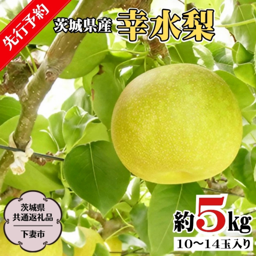 【 先行予約 】茨城県産 幸水 梨5kg 10玉～14玉入り  (茨城県共通返礼品 ／下妻市）( 2024年7月上旬発送開始 )  梨 数量限定 なし ナシ フルーツ 果物 旬 産地直送 JA 常総ひかり [DF001sa] 1363934 - 茨城県桜川市