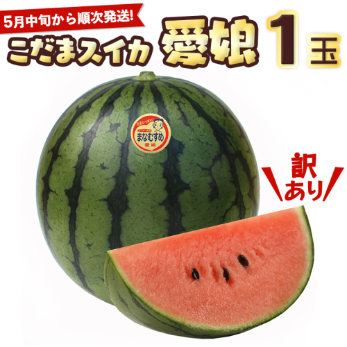 【訳あり】 際まで甘い こだまスイカ 愛娘 （１玉） 【2026年5月中旬より発送開始】 スイカ 西瓜 旬 旬の果実 旬のフルーツ くだもの 果実 フルーツ 夏 小玉スイカ 小玉 果物 美味しい [BC060sa] 1364046 - 茨城県桜川市