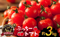 ぷっちートマト ミニトマト 3kg | 野菜 やさい ミニトマト ミニ とまと トマト 3kg リコピン 熊本県 玉名市
