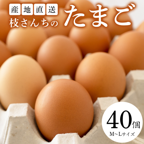 枝さんちのたまご 40個 (M～L40個) 産地直送 たまご 玉子 生卵 鶏卵 タマゴ 平飼い 桜川市産 茨城県産 卵 非遺伝子組換え [BT007sa] 1364513 - 茨城県桜川市