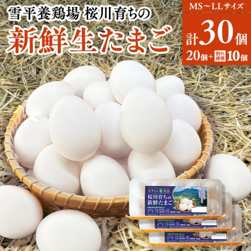 雪平養鶏場 桜川育ちの 新鮮 たまご 合計30個（20個＋10個割れ補償付) 数量限定 卵 数量限定 茨城県 桜川市 [SC032sa] 1364586 - 茨城県桜川市