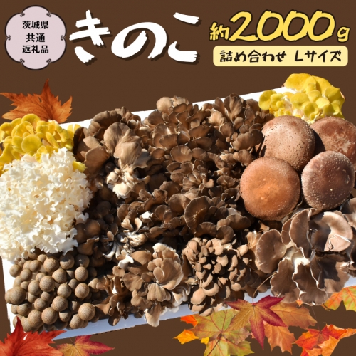 きのこ の 詰め合わせ Lサイズ 約2000g【茨城県共通返礼品 城里町】 キノコ 舞茸 あわび茸 たもぎ茸 しいたけ 花びら茸 [CX003sa] 1364635 - 茨城県桜川市