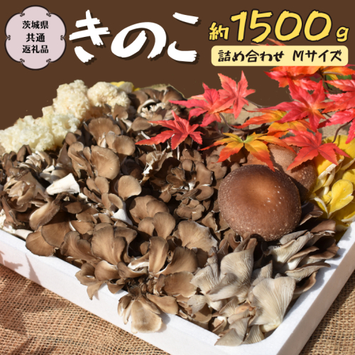 きのこ の 詰め合わせ Mサイズ 約1500g【茨城県共通返礼品 城里町】 キノコ 舞茸 あわび茸 たもぎ茸 しいたけ 花びら茸 [CX002sa] 1364671 - 茨城県桜川市