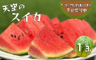 【予約受付中・7月中旬以降順次発送】天空のスイカ 【数量限定】 すいか 西瓜 小玉スイカ 栽培期間中農薬不使用