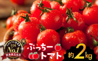 ぷっちートマト ミニトマト 2kg | 野菜 やさい ミニトマト ミニ とまと トマト 2kg リコピン 熊本県 玉名市