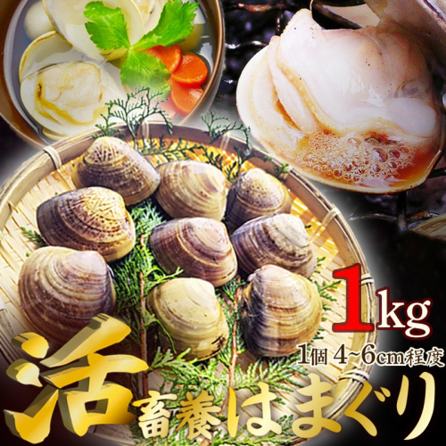 畜養活はまぐり 1kg
 1367656 - 京都府京丹後市