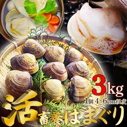 畜養活はまぐり 3kg
 1367662 - 京都府京丹後市