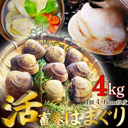 畜養活はまぐり 4kg
 1367663 - 京都府京丹後市