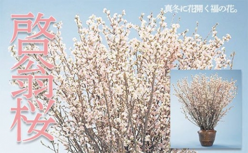 山形市産「啓翁桜」80cm(2～3本入)×7袋 FZ19-433 136826 - 山形県山形市