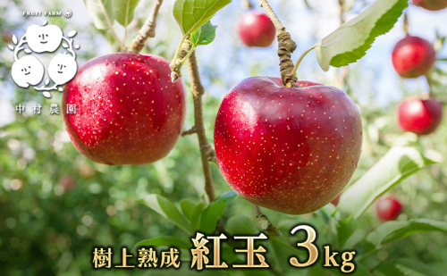 2026年産先行予約 りんご 3kg 樹上熟成 紅玉 林檎 リンゴ 果物 くだもの フルーツ 旬の果物 旬のフルーツ 季節の果物 季節のフルーツ 美味しい果物 長野県産 長野県産りんご 紅玉リンゴ 信州 長野 長野県 長野市 1368351 - 長野県長野市