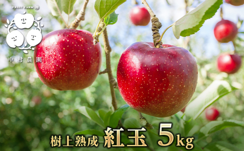 2026年産先行予約 りんご 5kg 樹上熟成 紅玉 林檎 リンゴ 果物 くだもの フルーツ 旬の果物 旬のフルーツ 季節の果物 季節のフルーツ 美味しい果物 長野県産 長野県産りんご 紅玉リンゴ 信州 長野 長野県 長野市 1368352 - 長野県長野市