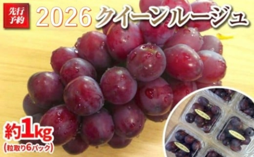 【先行予約】 A 2026 P クイーンルージュ®粒どり6パック 約1kg弱 (2026年10月初旬頃～順次発送予定）長野県産  国際特許有機肥料栽培｜ 果物 フルーツ ぶどう ブドウ  食べきりサイズ 人気 おすすめ 葡萄  ギフト 送料無料 長野県 大町市 1368588 - 長野県大町市