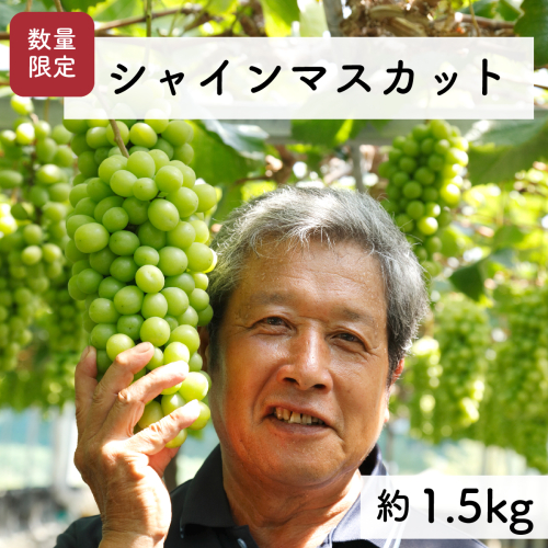 【先行予約・2024年9月】数量限定 特大シャインマスカット 1.5kg 産地直送 農家直送 甘い 大きい 種なし ぶどう 果物 136870 - 高知県日高村