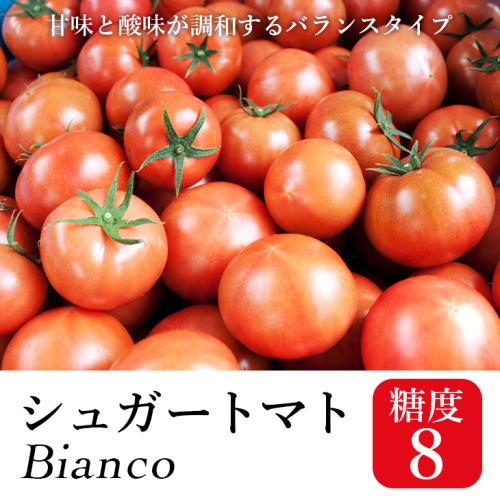 シュガートマト ビアンコ08（糖度8度以上） 1kg 高糖度 フルーツトマト JA 136875 - 高知県日高村