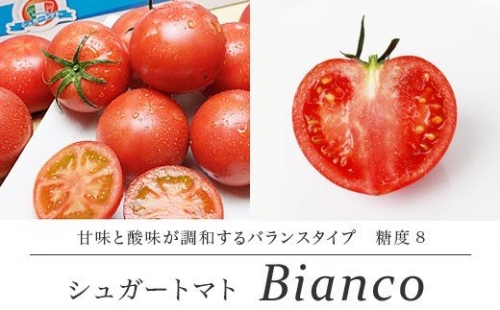 【先行予約】シュガートマト ビアンコ08（糖度8度以上） 1kg 高糖度 フルーツトマト