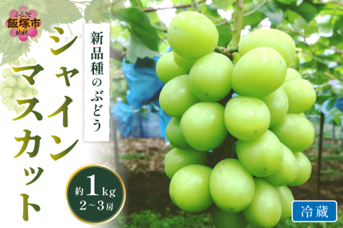 シャインマスカット(ぶどう)約1kg＜2025年9月から発送開始分先行予約＞【A5-520】 1369246 - 福岡県飯塚市