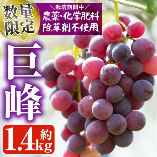 ＜先行予約受付中！2026年8月中旬以降順次発送予定＞鹿児島県産 巨峰(約1.4kg・3～4房) 国産 ぶどう ブドウ 葡萄 果物 フルーツ セット 期間限定 数量限定【落合ぶどう園】akn025-01 137017 - 鹿児島県阿久根市