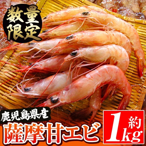 数量限定！鹿児島県阿久根産 薩摩甘エビ(約1kg・40～70尾) 国産 阿久根市産 えび 海老 急速冷凍 冷凍配送 魚貝類 魚介類 海産物 【濱崎魚類】akn023-05 137059 - 鹿児島県阿久根市