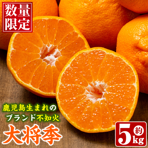 ＜先行予約受付中！2026年1月以降順次発送予定＞数量限定！鹿児島で生まれたオリジナル品種「大将季」(約5kg・15～24玉) 果物 フルーツ 柑橘 果実 ハウス栽培 ギフト【鹿児島いずみ農業協同組合】akn018-22 137073 - 鹿児島県阿久根市