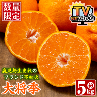 ＜先行予約受付中！2026年1月以降順次発送予定＞数量限定！鹿児島で生まれたオリジナル品種「大将季」(約5kg・15～24玉) 果物 フルーツ 柑橘 果実 ハウス栽培 ギフト【鹿児島いずみ農業協同組合】akn018-22