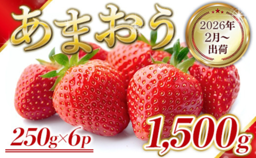 いちご 福岡県産 あまおう 1500g (250g×6パック) 先行予約 2026年2月より順次発送 果物 デザート ※配送不可：離島  1371337 - 福岡県朝倉市