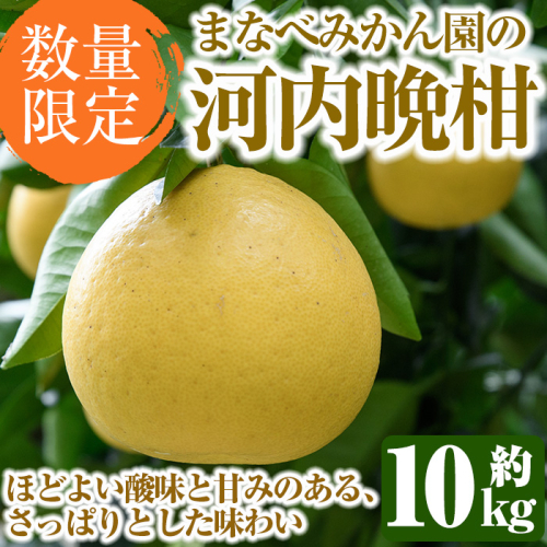 ＜先行予約受付中！2026年3月中旬以降順次発送予定＞まなべみかん園の河内晩柑(約10kg) 国産 鹿児島県産 阿久根市産 柑橘類 かんきつ 晩柑 果物 フルーツ 期間限定 数量限定 デザート かわちばんかん 10kg 贈答用 ギフト【有限会社まなべみかん園】akn034-04 137138 - 鹿児島県阿久根市