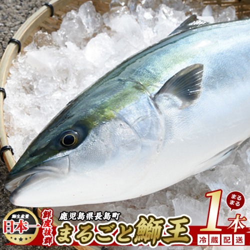 【14日前後で順次発送】 テレビで紹介ぶりの王様「 鰤王 」 まるごと 1本 （約4kg～） ラウンド 先行予約 産地直送 長島町 特産品 ブランド 鰤 冷蔵 ふるさと納税 ぶり 刺身 ぶりしゃぶ ぶり大根 海鮮丼【JFA】jfa-1260 1371659 - 鹿児島県長島町