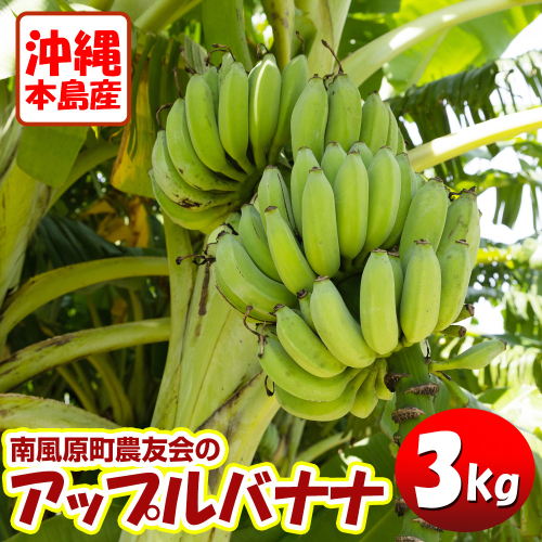 【希少】沖縄本島産 南風原町農友会の「アップルバナナ」　3kg 137223 - 沖縄県南風原町