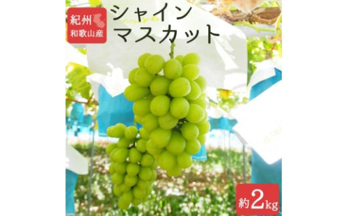 シャインマスカット 約2kg　紀州和歌山産【2025年8月下旬以降発送予定】【UT78】 1372604 - 和歌山県上富田町