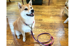 ワンちゃんが引っ張った時だけ首のサイズまで締まります。 【サイズ】M 犬種目安：ビーグル、柴犬、ボーダーコリー、フレンチブルドッグなどですが、 レトリバーなどで体重22kg位までの小さめの子はLサイズ