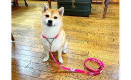 ワンちゃんが引っ張った時だけ首のサイズまで締まります。 【サイズ】M 犬種目安：ビーグル、柴犬、ボーダーコリー、フレンチブルドッグなどですが、レトリバーなどで体重22kg位までの小さめの子はLサイズよ