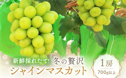 【2025年先行予約】 ぶどう 冬の贅沢 シャインマスカット 1房(700g以上)【11月27日から12月12日の期間に発送】 葡萄 ブドウ 岡山県産 フルーツ 果物 数量限定 期間限定 岡山 里庄町  137462 - 岡山県里庄町
