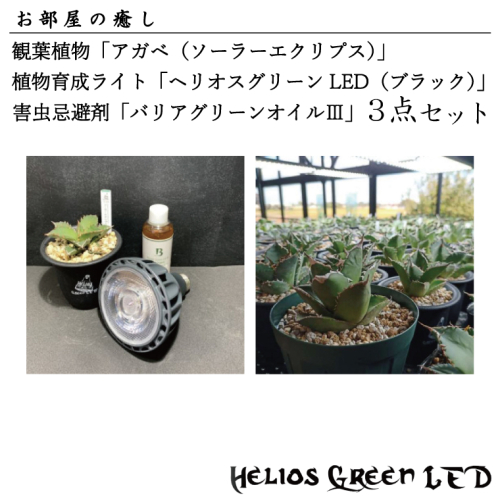 BN004-1　お部屋の癒し　観葉植物「アガベ（ソーラーエクリプス）」、植物育成ライト「ヘリオスグリーンLED（ブラック）」、害虫忌避剤「バリアグリーンオイル3」の3点セット 1375286 - 埼玉県春日部市