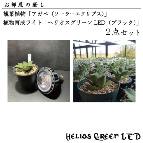 BN005-1　お部屋の癒し　観葉植物「アガベ（ソーラーエクリプス）」と植物育成ライト「ヘリオスグリーンLED（ブラック）」の2点セット 1375287 - 埼玉県春日部市