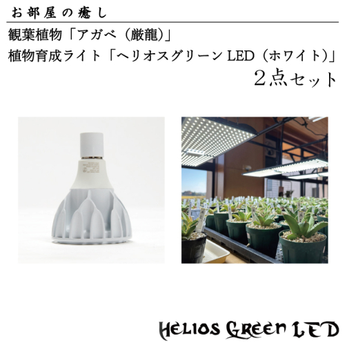 BN007-2　お部屋の癒し　観葉植物「アガベ（厳龍）」と植物育成ライト「ヘリオスグリーンLED（ホワイト）」の2点セット 1375367 - 埼玉県春日部市