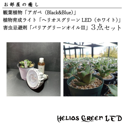 BN008-1　お部屋の癒し　観葉植物「アガベ（Black&Blue)」、植物育成ライト「ヘリオスグリーンLED（ホワイト）」、害虫忌避剤「バリアグリーンオイル3」の3点セット 1375368 - 埼玉県春日部市